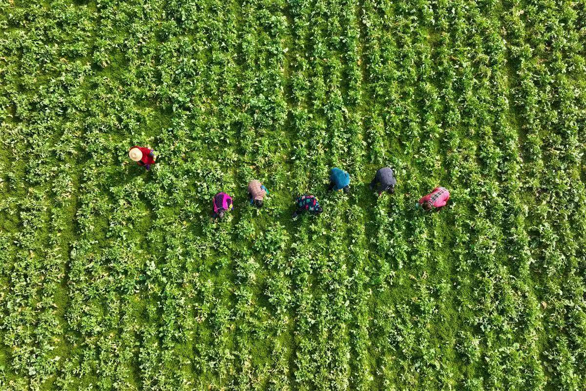 恩施邁入千億級產業集群金色征程