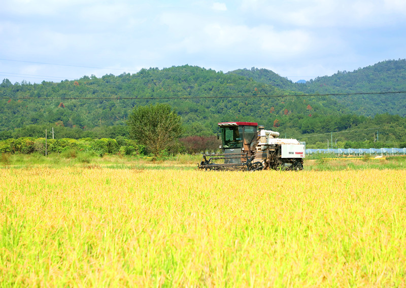 8000餘畝二茬稻喜豐收  皖休寧縣再生稻實現全程機械化