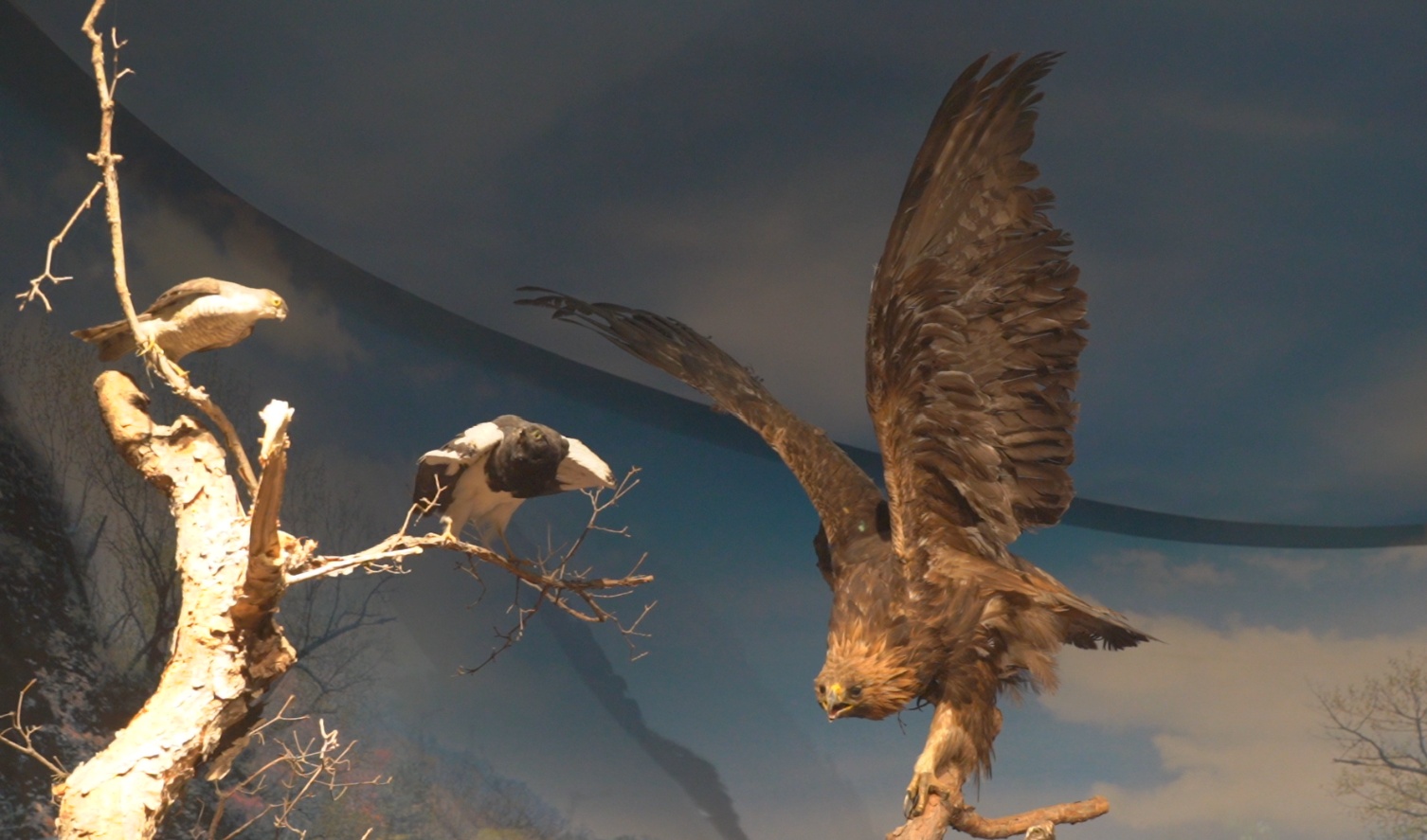「感知幸福中國行」吉林篇（十三）長白山地質公園博物館：一館藏盡「天地之力」