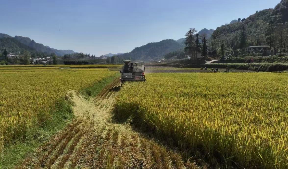 黔麻江：稻穀收購加工忙 產銷鏈上米飄香