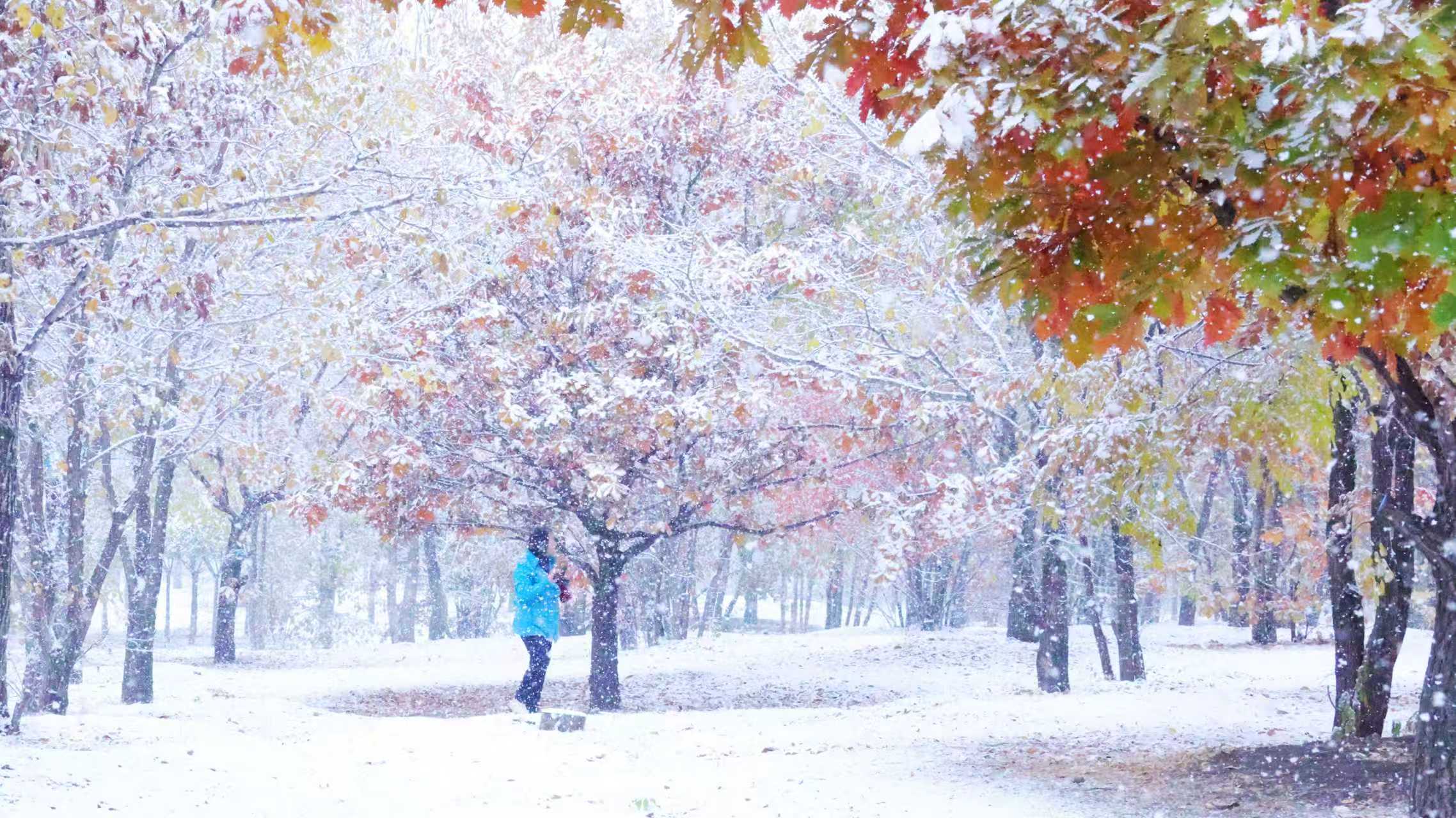 黑龍江綏化：初雪未融再迎新雪 彩林映雪襯花嬌