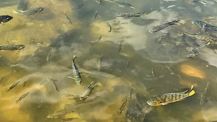 棄養放生的「清道夫」入侵仙湖 園方回應：將加強監測