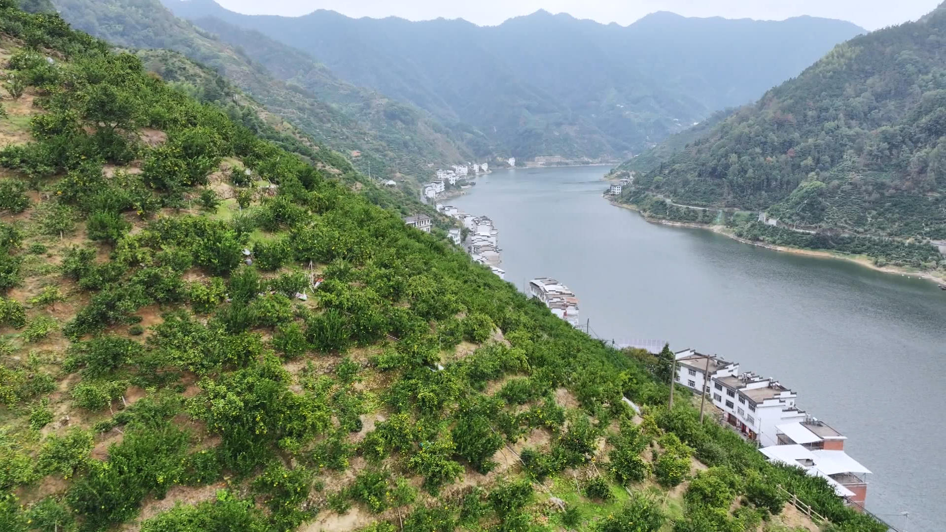 皖歙縣：「三口柑桔」迎來採收旺季