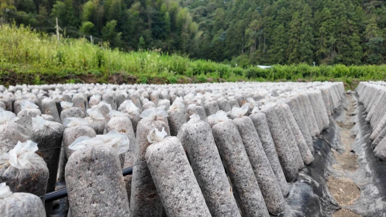 皖黟縣洪星：「土特產」成增收「金鑰匙」