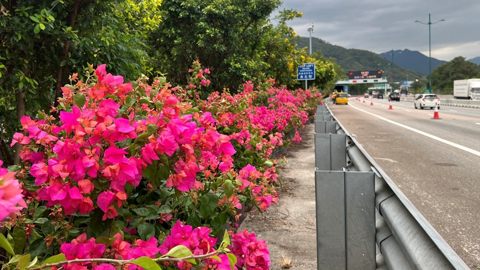 十五運會自行車公路賽男子個人賽11·8舉行 港珠澳大橋實施臨時管控