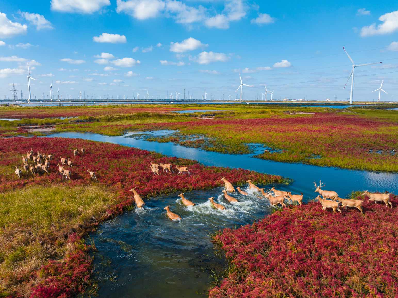 濕地紅韻引客來 江蘇鹽城繪就生態文旅長卷