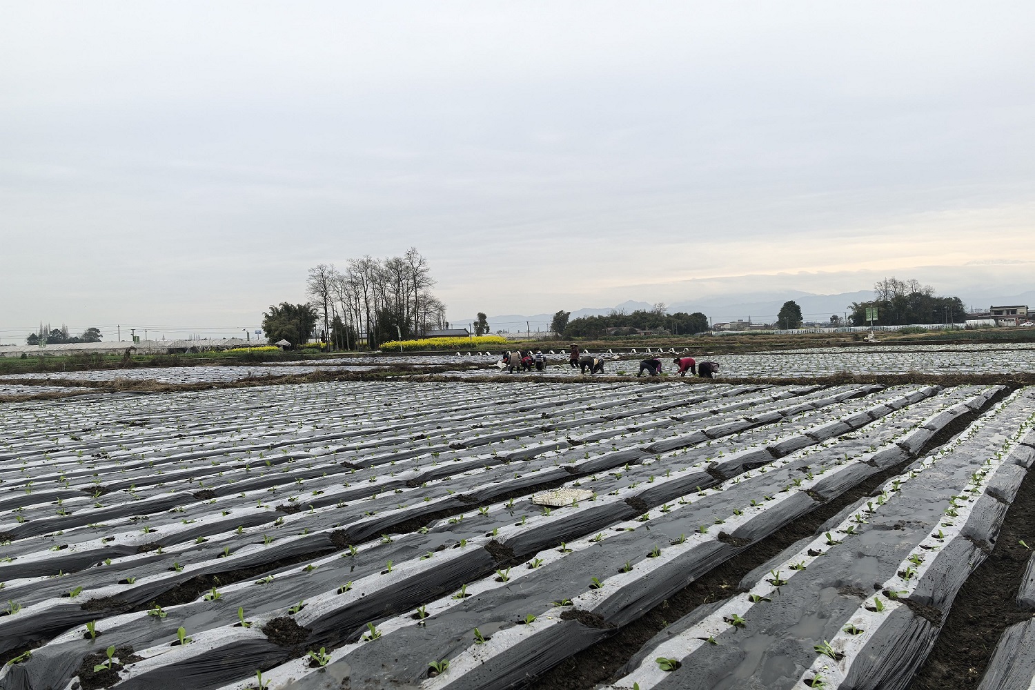 農水工程權責分明四川什邡節水增效惠民生
