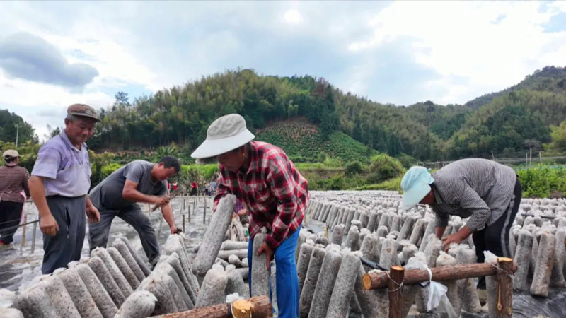 黑木耳開出「致富花」 皖黟縣強村富民之「洪星路徑」