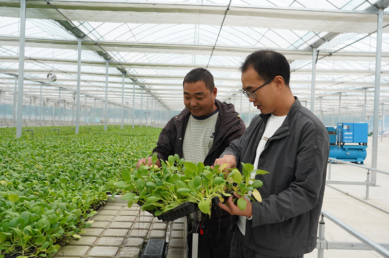 秋冬綠葉菜有保障! 皖屯溪科技大棚補供應缺口