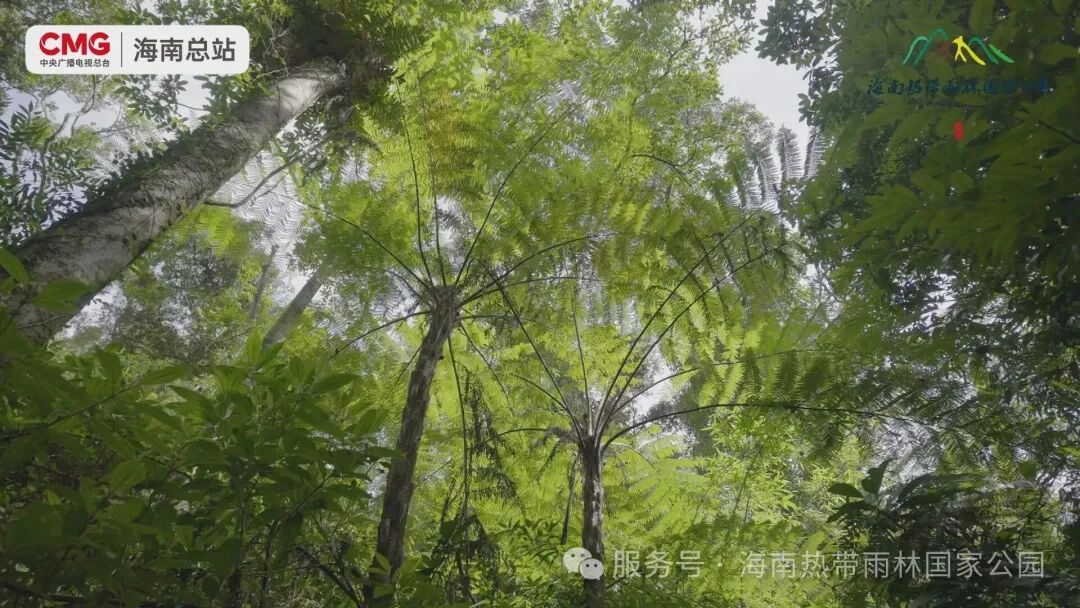 海南熱帶雨林國家公園霸王嶺紀錄·樹：構雨林骨架書自然華章