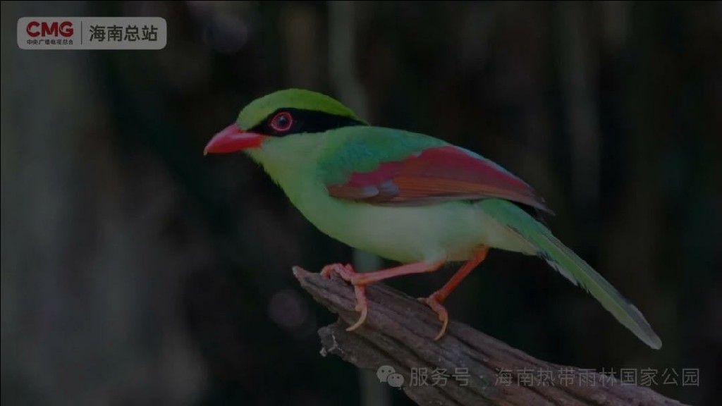 太萌了！海南熱帶雨林國家公園黃胸綠鵲雨林洗澡狂甩水花超歡樂