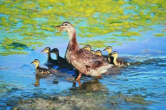 巢湖鴨膺「國保」認證 合肥鄉村振興添「金名片」