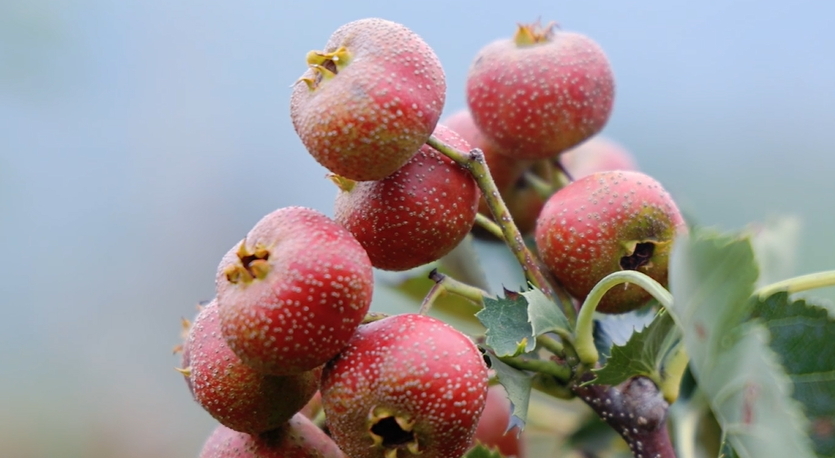 【視聽山東】山楂紅了
