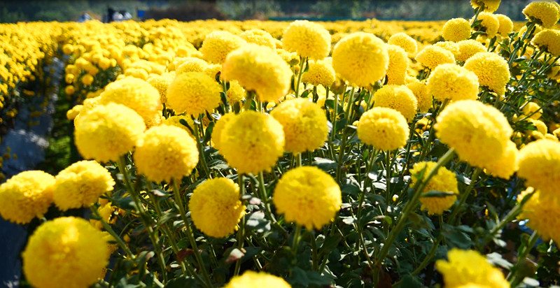 皖休寧縣：加快產業綠色轉型 全力推進全面振興