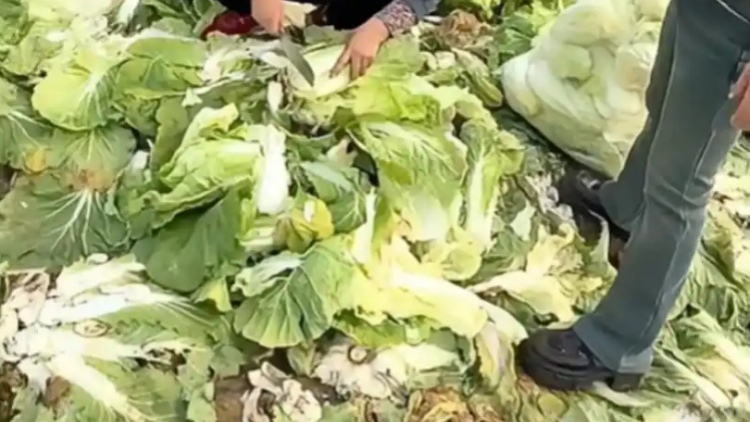 網絡造謠「免費采白菜」引發哄搶 土地承包人稱損失近百萬元