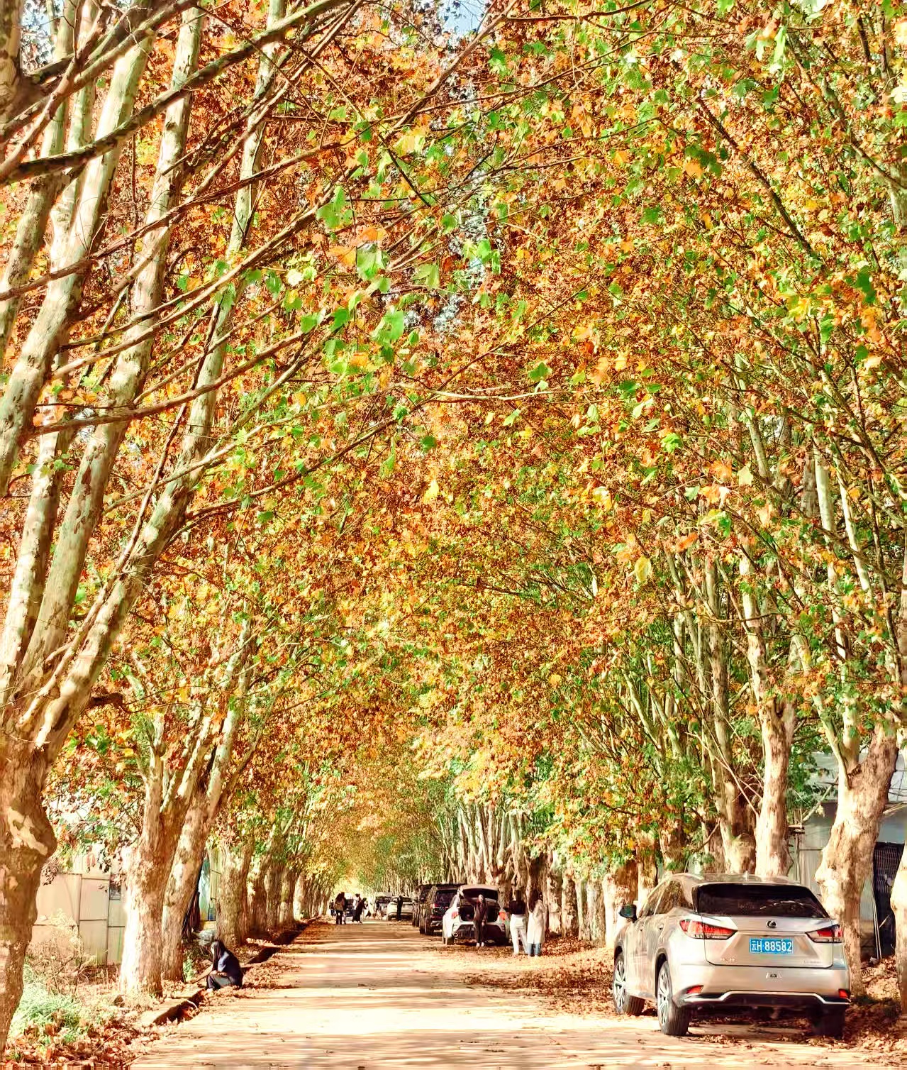 有片｜獨家美景!一起邂逅硯山的金色浪漫!