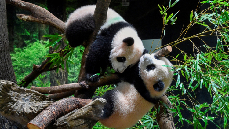 日本粉絲擔心中日關係惡化影響新熊貓前赴日本