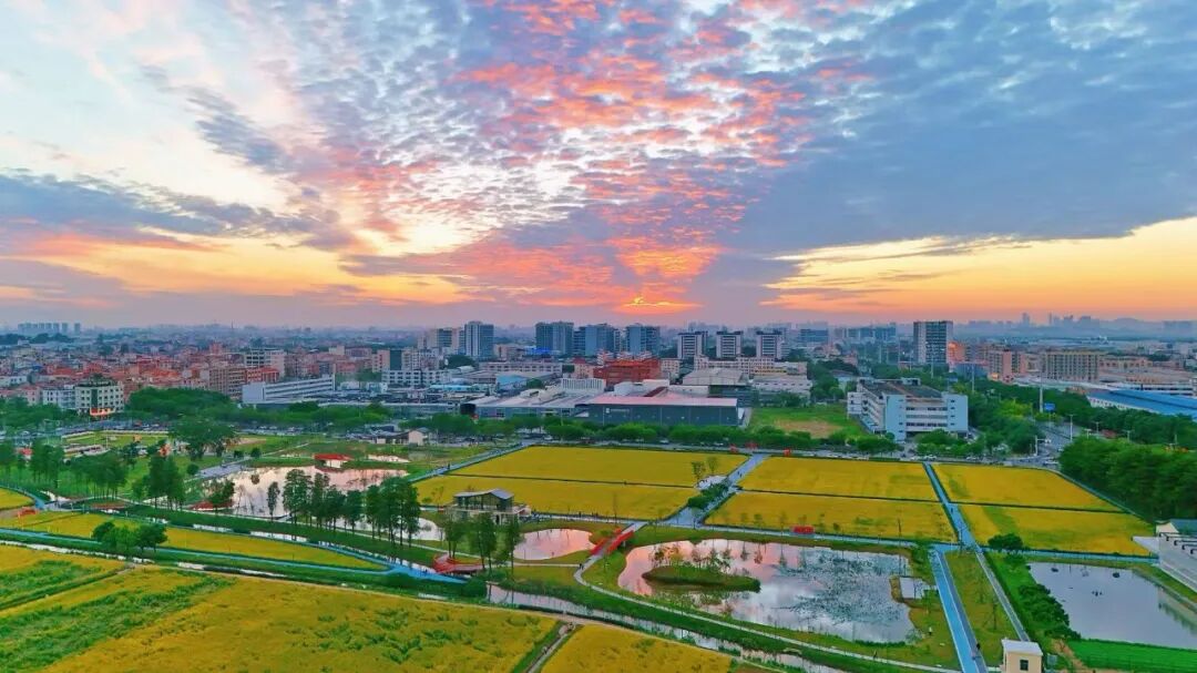    稻浪翻滾好「豐景」   東莞第二個「百億村」迎豐收