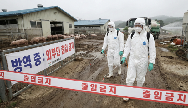 韓國發生非洲豬瘟疫情 政府發布「嚴重」級危機警報