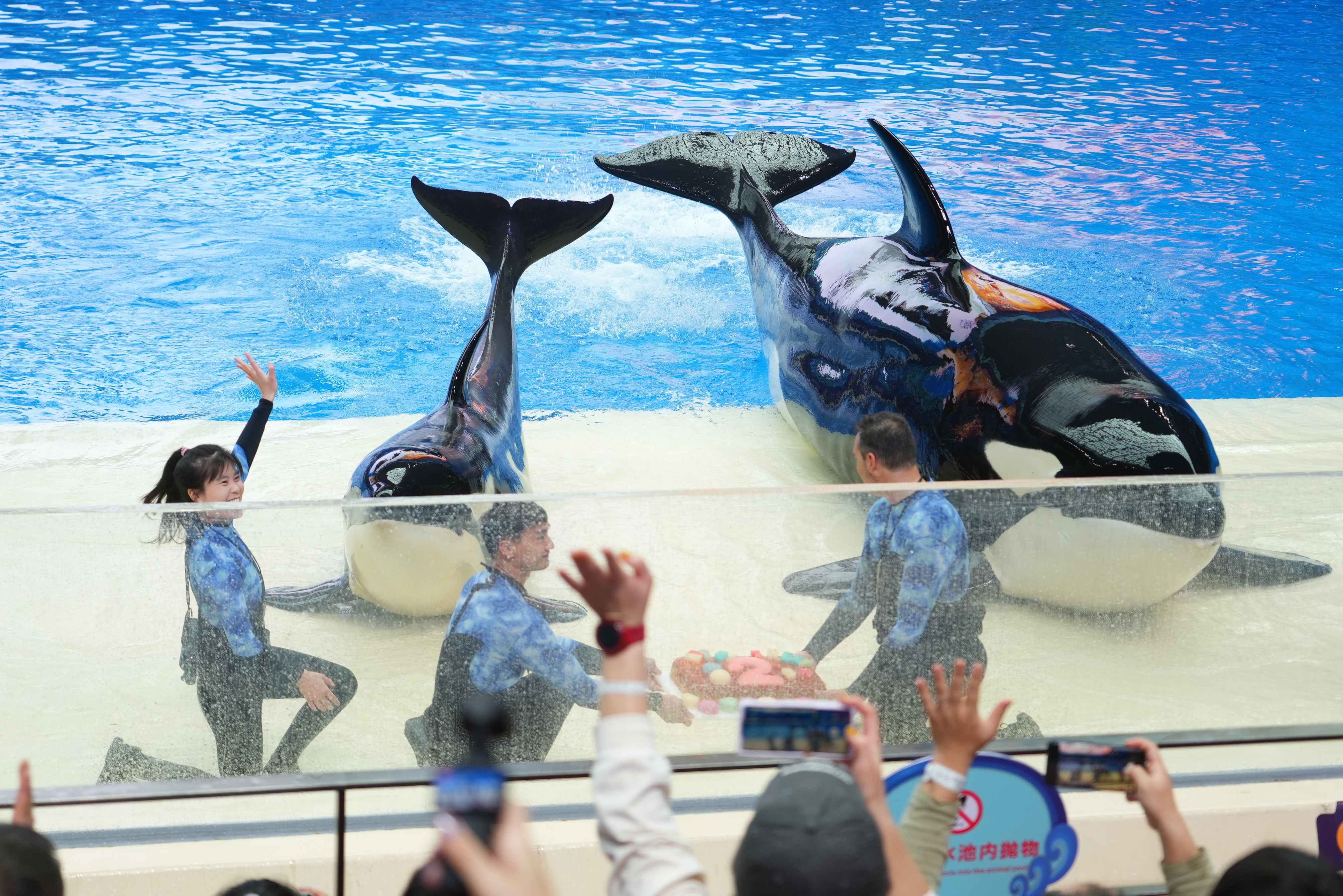 長隆飛船樂園虎鯨「五隆」喜迎二周歲生日