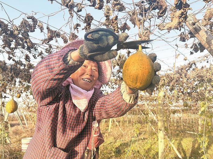 安徽巢湖市：金瓜蔞種出「致富經」