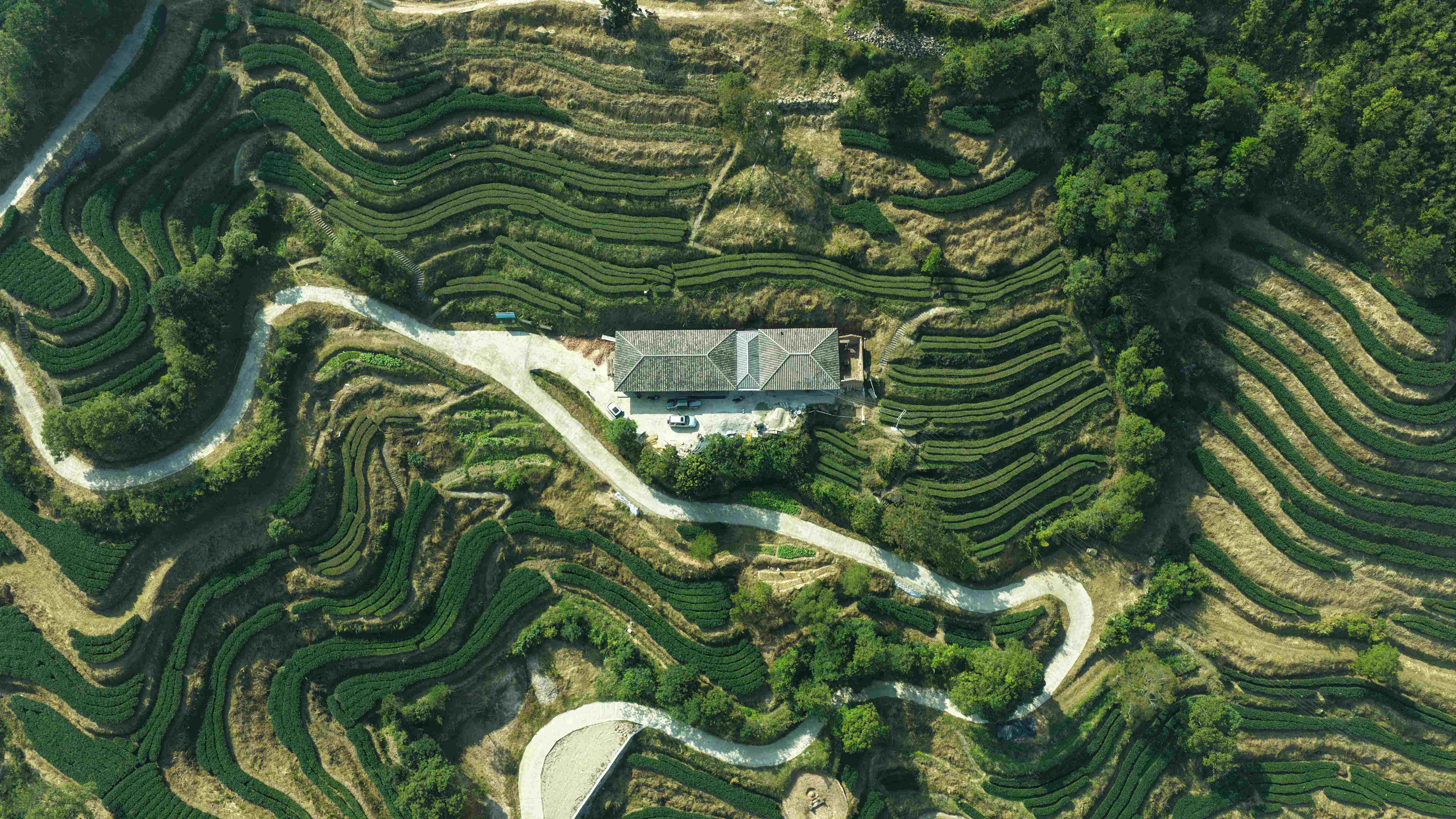 廣西容縣茶葉正式斬獲「灣區認證」