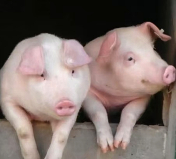 衡陽常寧的「南瓜豬」為什麼「湘」當好「衡」有味 ？