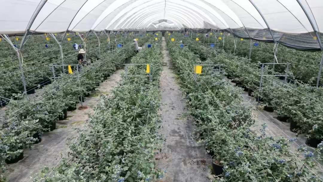 雲南建水：同紅利成為產業核心競爭力