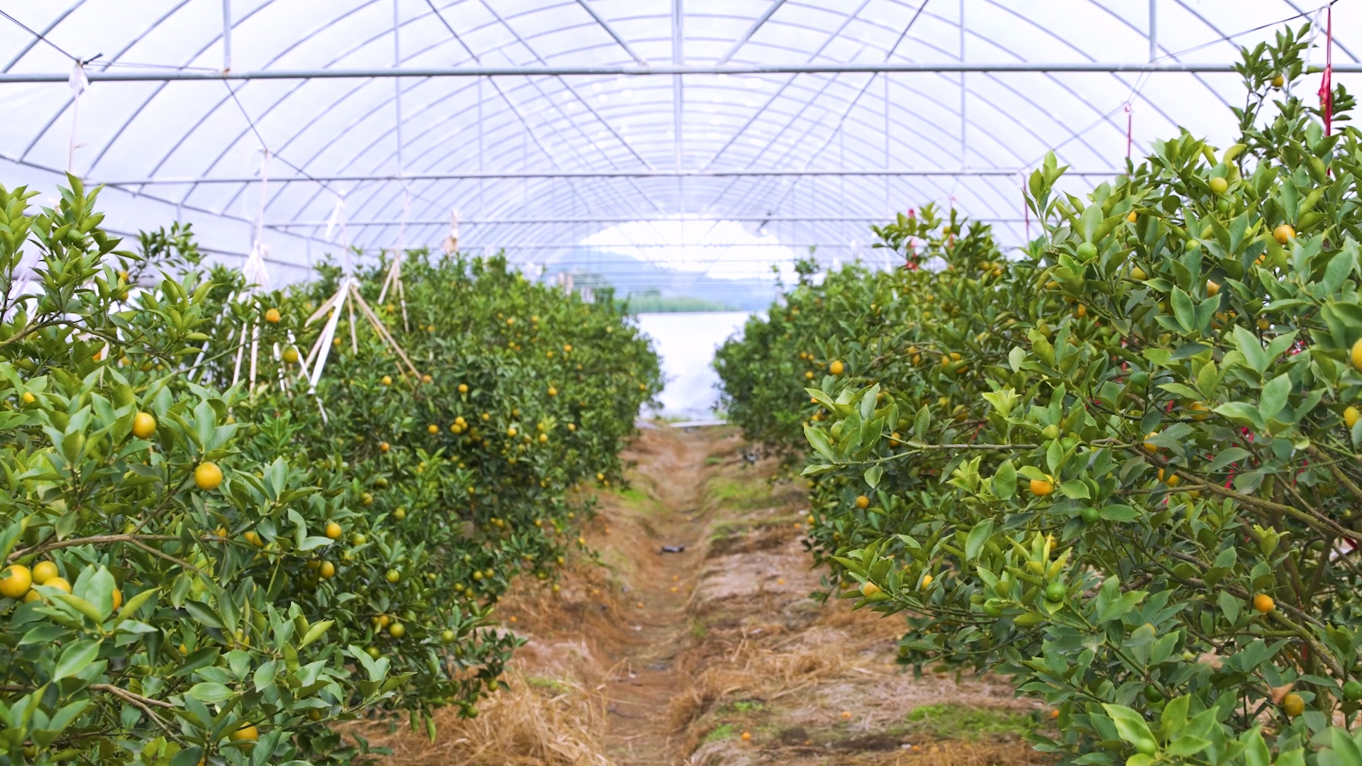 有片│標準鑄就融安金桔百億產業