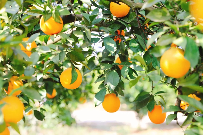 湘品出海 閃耀世界 | 宜章臍橙遠銷中亞 全產業鏈發展模式顯成效