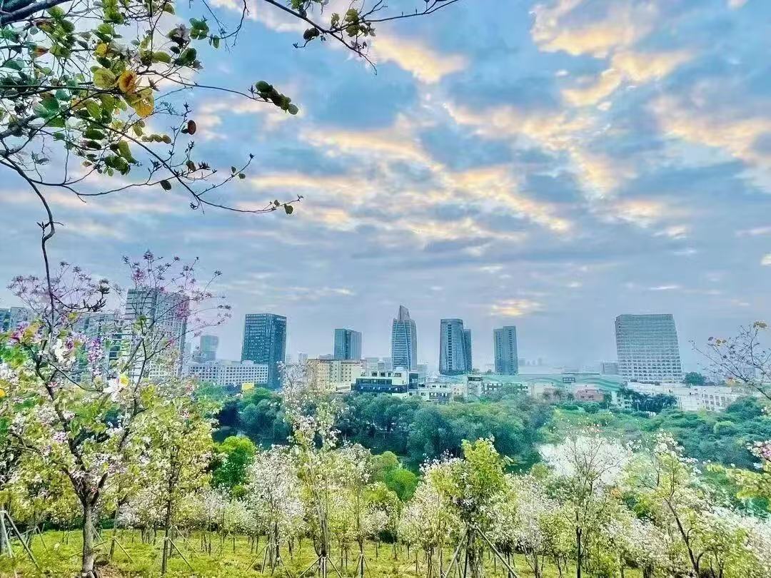 小街巷 大民生！龍崗平湖道路整治繪就宜居新圖景