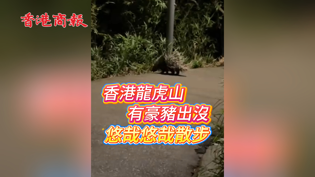 有片丨香港龍虎山有豪豬出沒 悠哉悠哉散步！