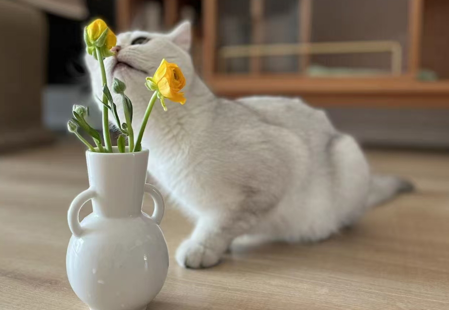 三千億「它經濟」賽道，山東「三劍客」如何出牌？