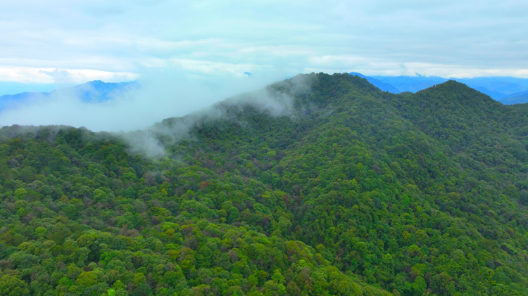 從「綠量」到「綠質」！「十四五」廣東森林質量實現新飛躍