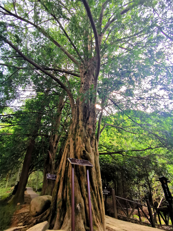 图2：罗坪镇长水红豆杉群，百年以上的红豆杉有17株，其中最大的树径超过1.1米，树龄在1000年以上.jpg
