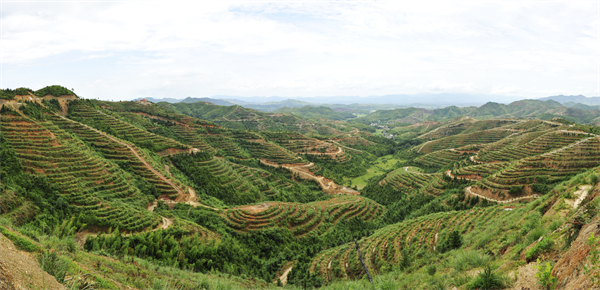 图2：赣州有得天独厚的油茶种植自然优势，图为于都绿中源公司段屋油茶基地.jpg