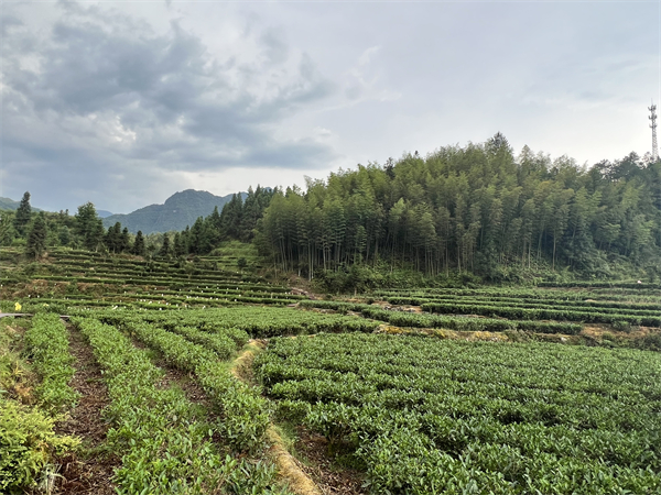 图2：五指峰乡茶叶种植基地，因独特的地势气候条件，长年云雾缭绕，多产出优质的高山茶.jpg