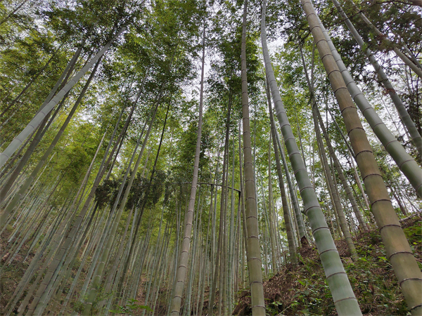 图3：上犹县的竹资源以毛竹为主，根根矗直，四年即可成材.jpg