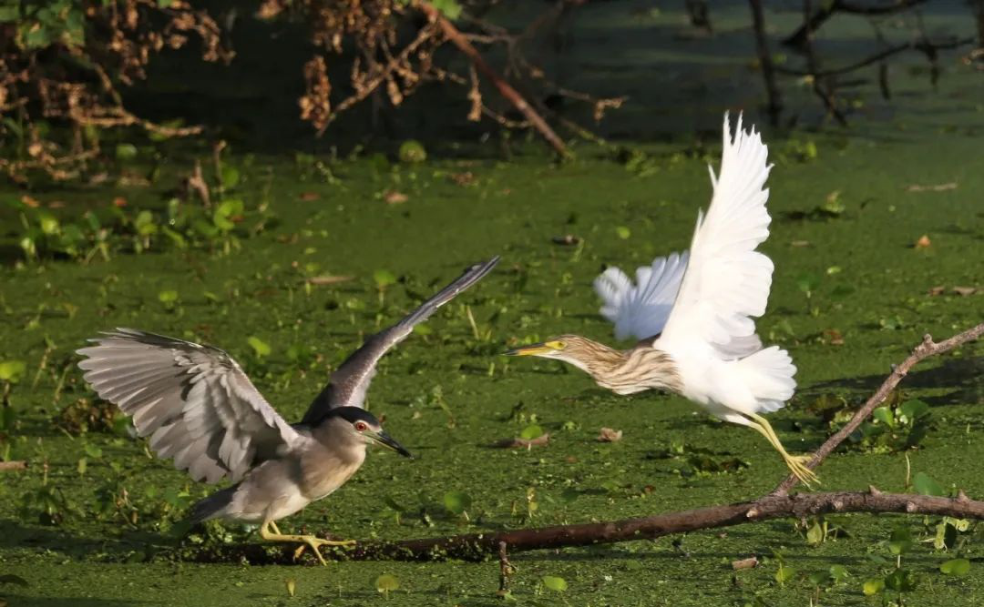 2.安徽巢湖：好生態吸引珍稀水鳥在這裏聚集.png