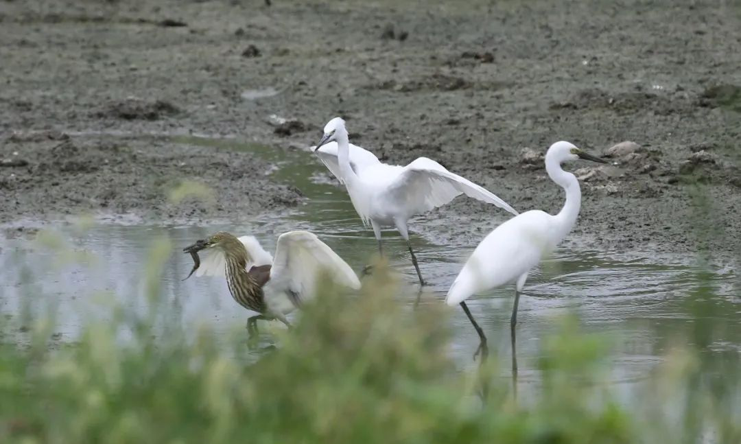 3.安徽巢湖：好生態吸引珍稀水鳥在這裏聚集.png