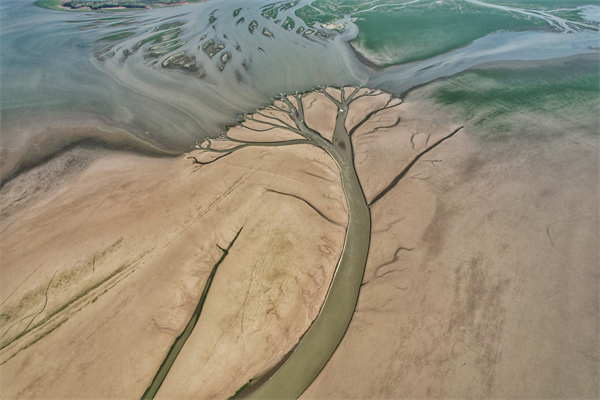 圖一：鄱陽湖灘塗驚現“生命之樹” 康宏雷攝.jpg