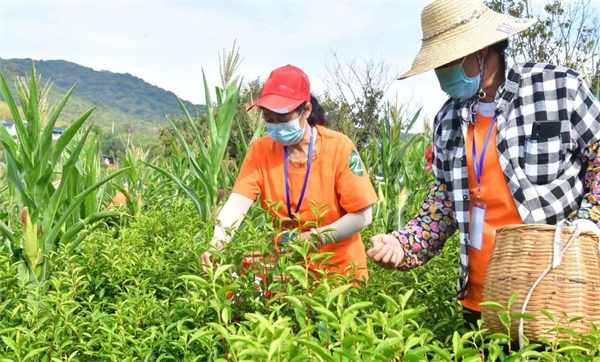 2.安徽巢湖：茶葉採摘加工技能競賽促茶產業提質增效.jpg