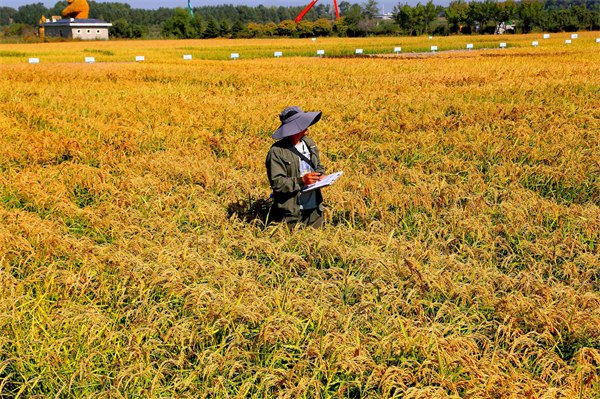 图六：黑龙江省农垦科学院的水稻专家正在田间进行科技助农测试工作。王亚光 摄.jpg