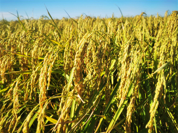 图八：丰收在望的水稻。王亚光 摄.jpg