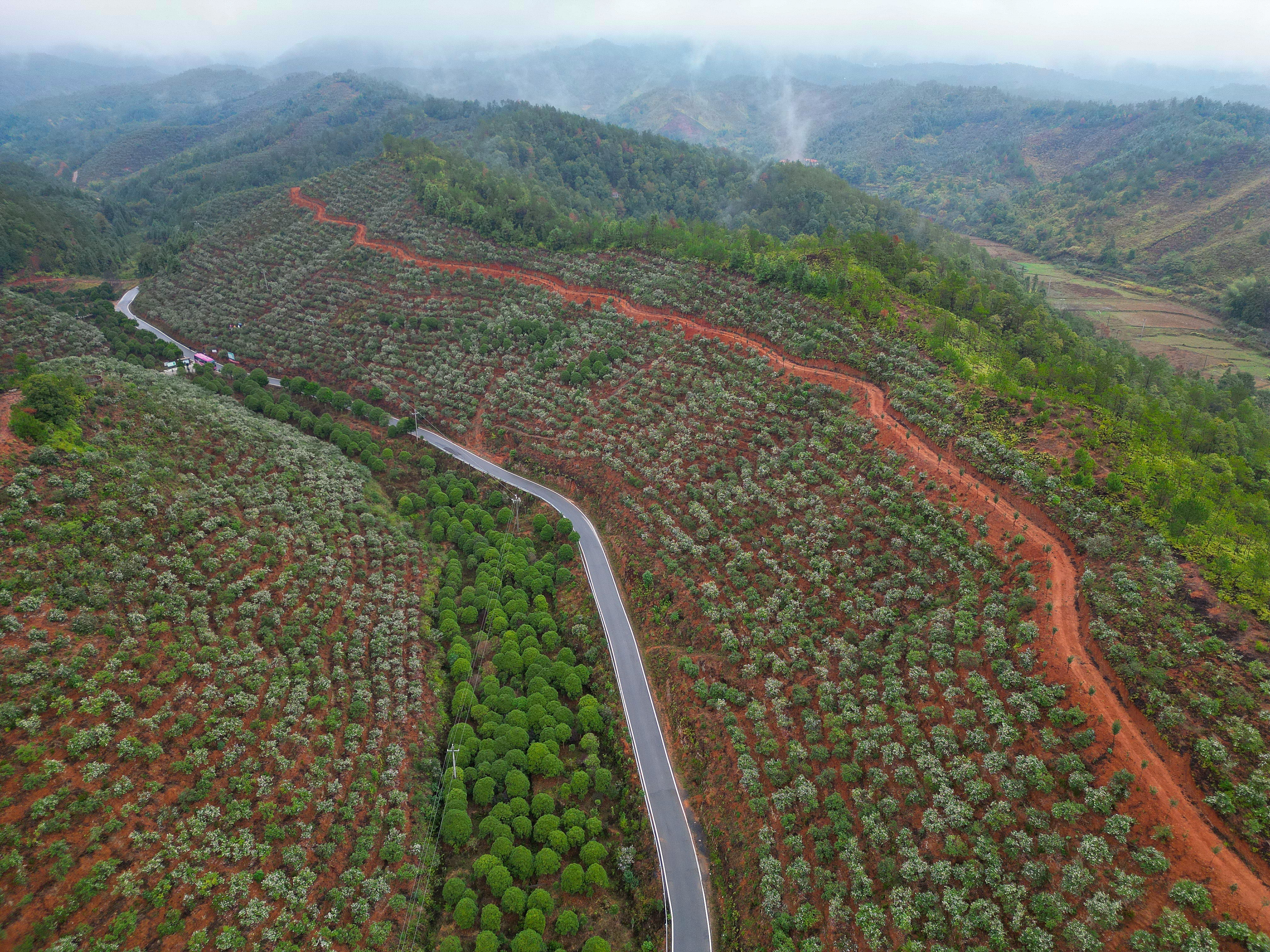图一：上犹县社溪镇油茶林改造提升示范基地 （摄影伍煜）.jpg