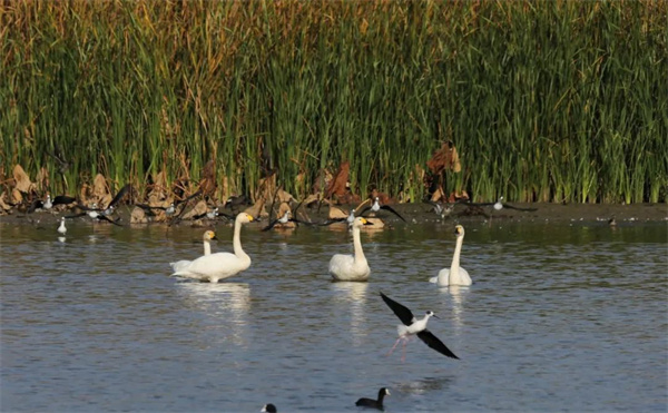 4.自然寧靜的濕地水域，成了多種水鳥的樂園.jpg