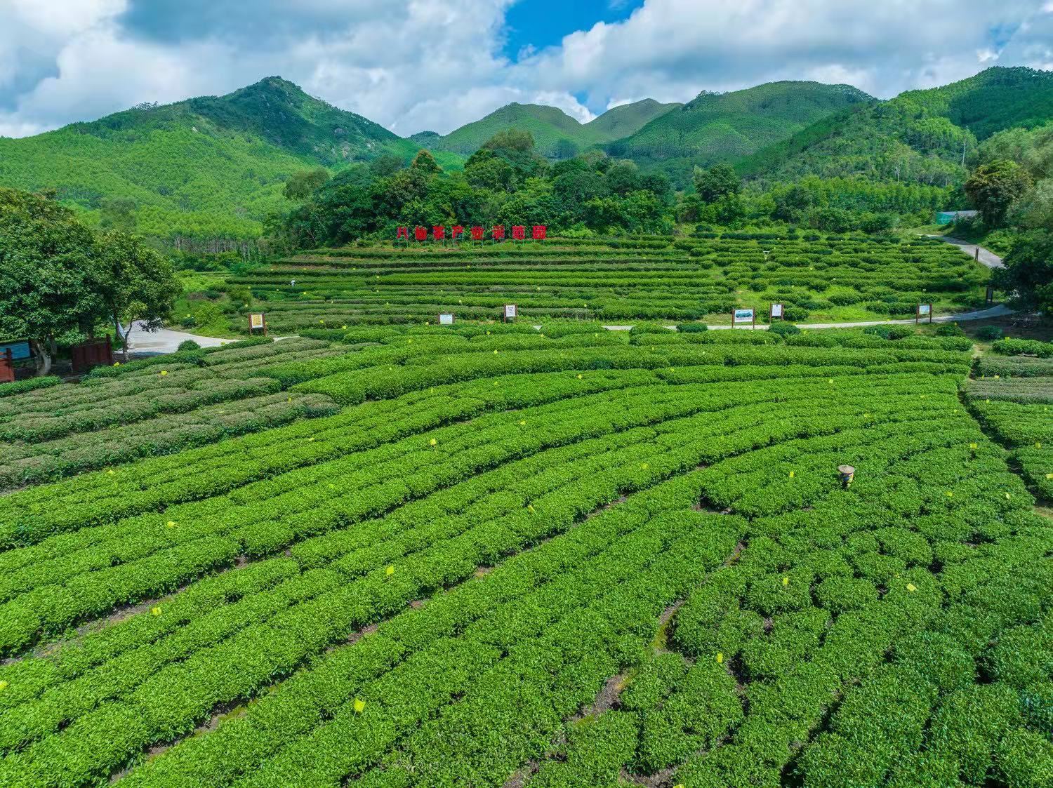 圖3：八仙茶產業示範園區（鍾曉桐 攝）.jpg