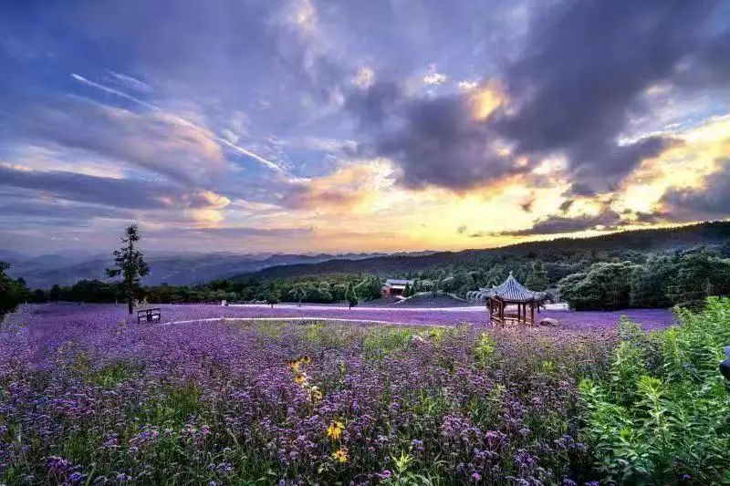 图2巴东野三关绿葱坡旅游度假区野三关森林花海.jpg