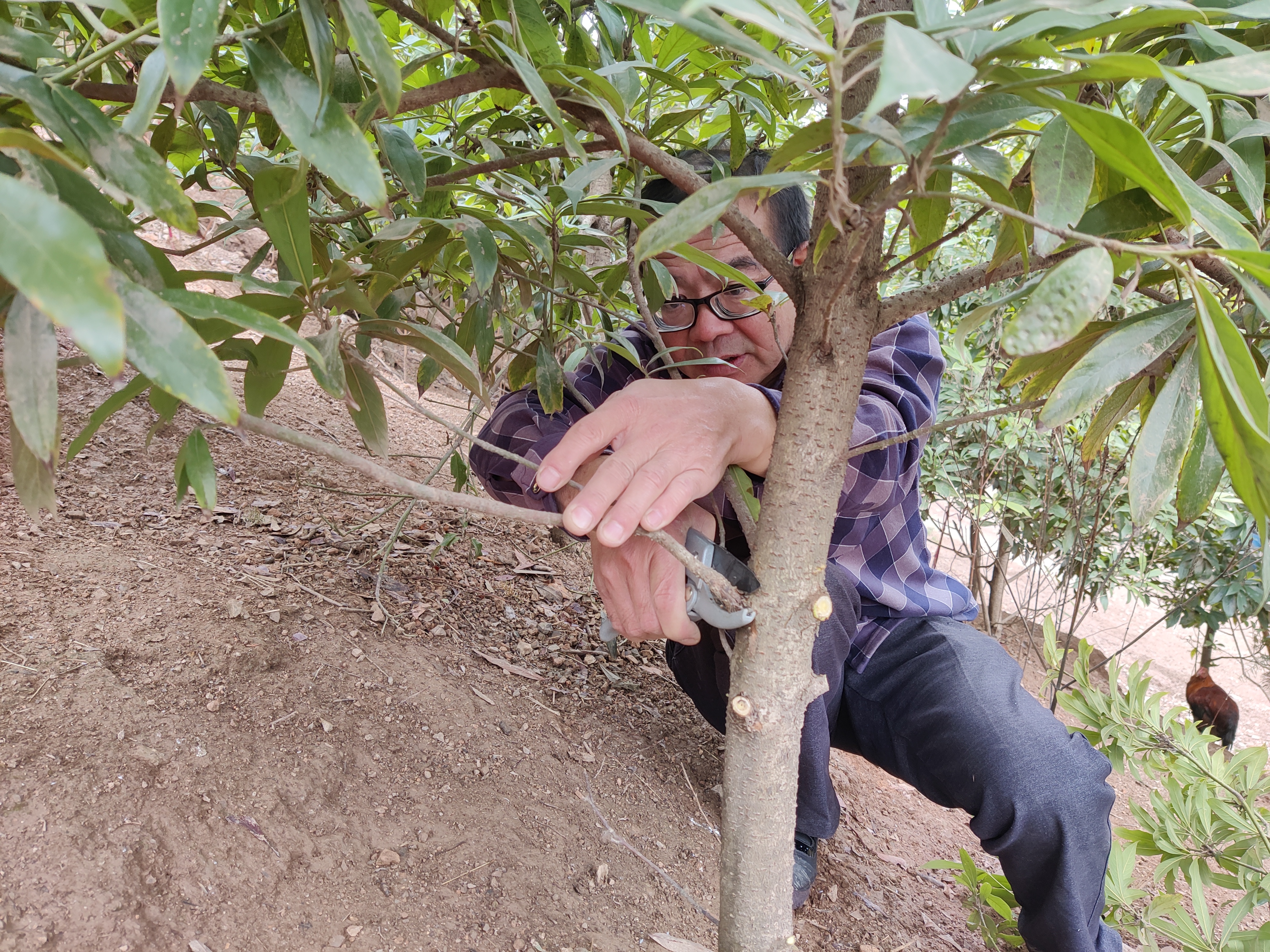 图1：汤伟正在修剪闽楠的枝条，保证植株健壮生长发育.jpg