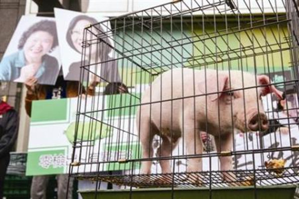 民进党当局推「台湾猪肉」LOGO有「台湾猪」字眼 岛内网友开骂